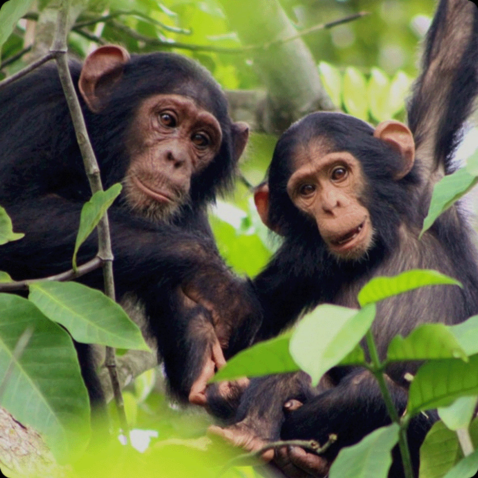 DGB Group is een projectontwikkelaar van hoogwaardige en grooschalige, natuur- en biodiversiteitsprojecten waarbij ze zich volledig richten op het herstellen van natuur en biodiversiteit.